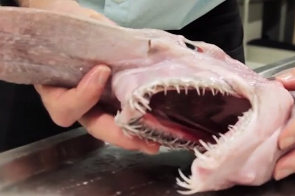 This Rare Alien-Like Goblin Shark Has Been Found Off The Coast Of  Australia