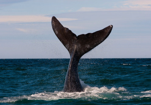 Also endangered, right whales are seldom seen. Which means there was definitely nothing wrong about last year's sighting in Greenport, Long Island.