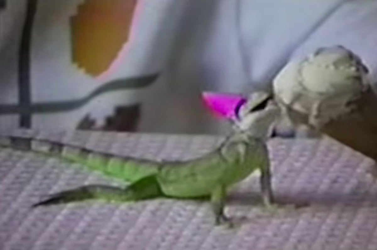 This Baby Iguana Got To Eat Ice Cream For His Birthday