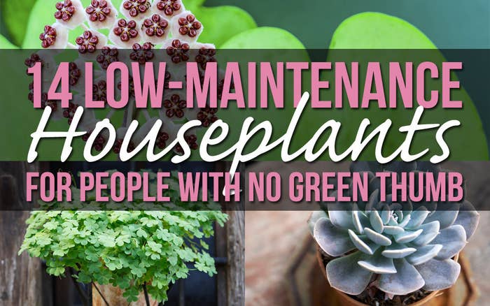 These 7 Plant Moms Will Inspire You To Strengthen Your Green Thumb