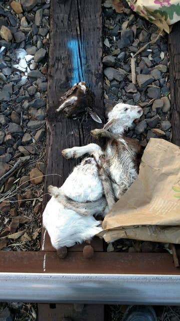 Decapitated Animals Keep Showing Up In Sacramento And No One Knows Why