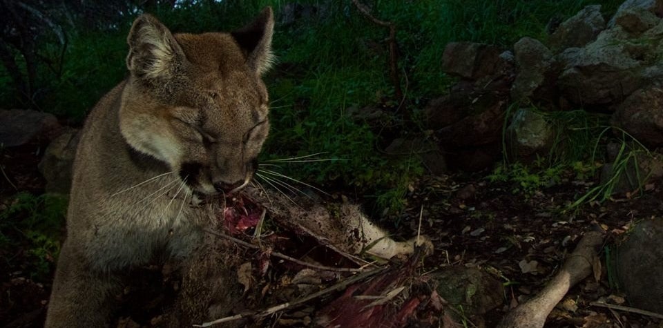 Rare Photos Catch Mountain Lion Family Devouring Deer Near L.A.