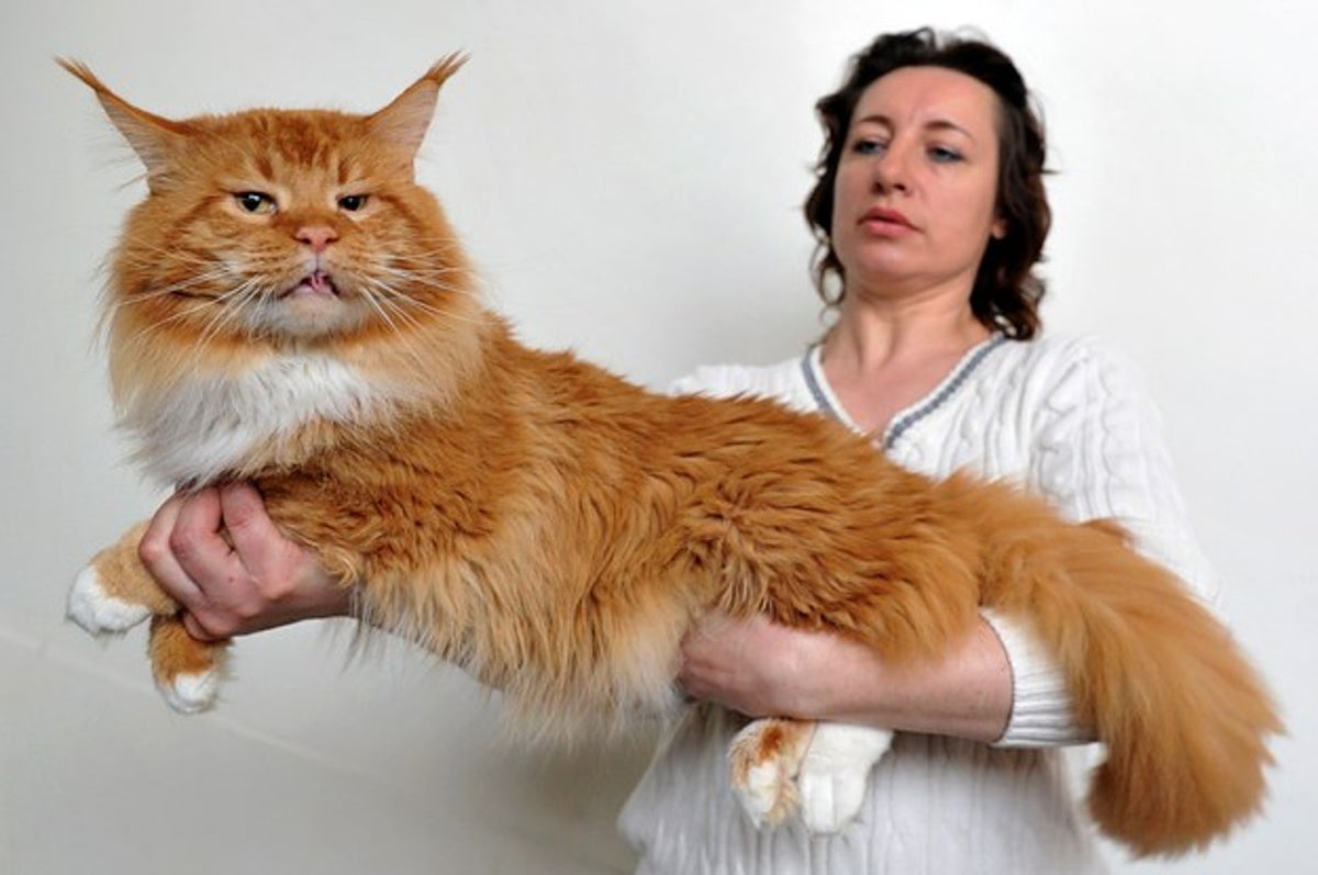 Породы больших кошек фото. Мейн-кун. Коты породы Мейн кун. Большой рыжий кот Мейн кун. 20 Мейн кунов.