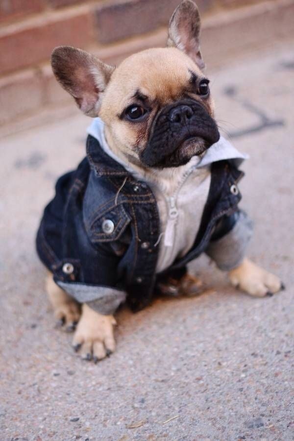 15 Flat Faced Dogs In Denim Jackets