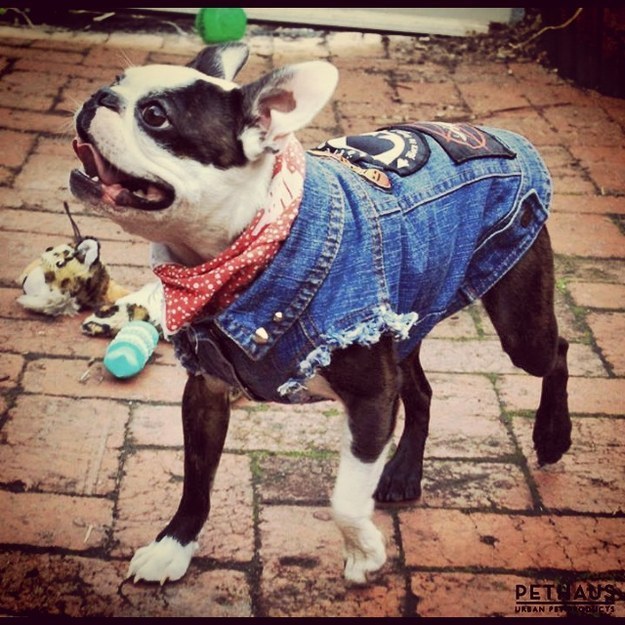 15 Flat Faced Dogs In Denim Jackets