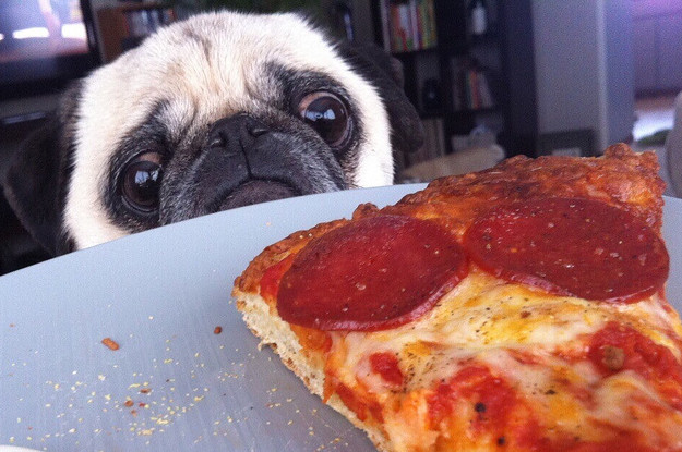 14 Animals That Perfectly Express Your Relationship With Food