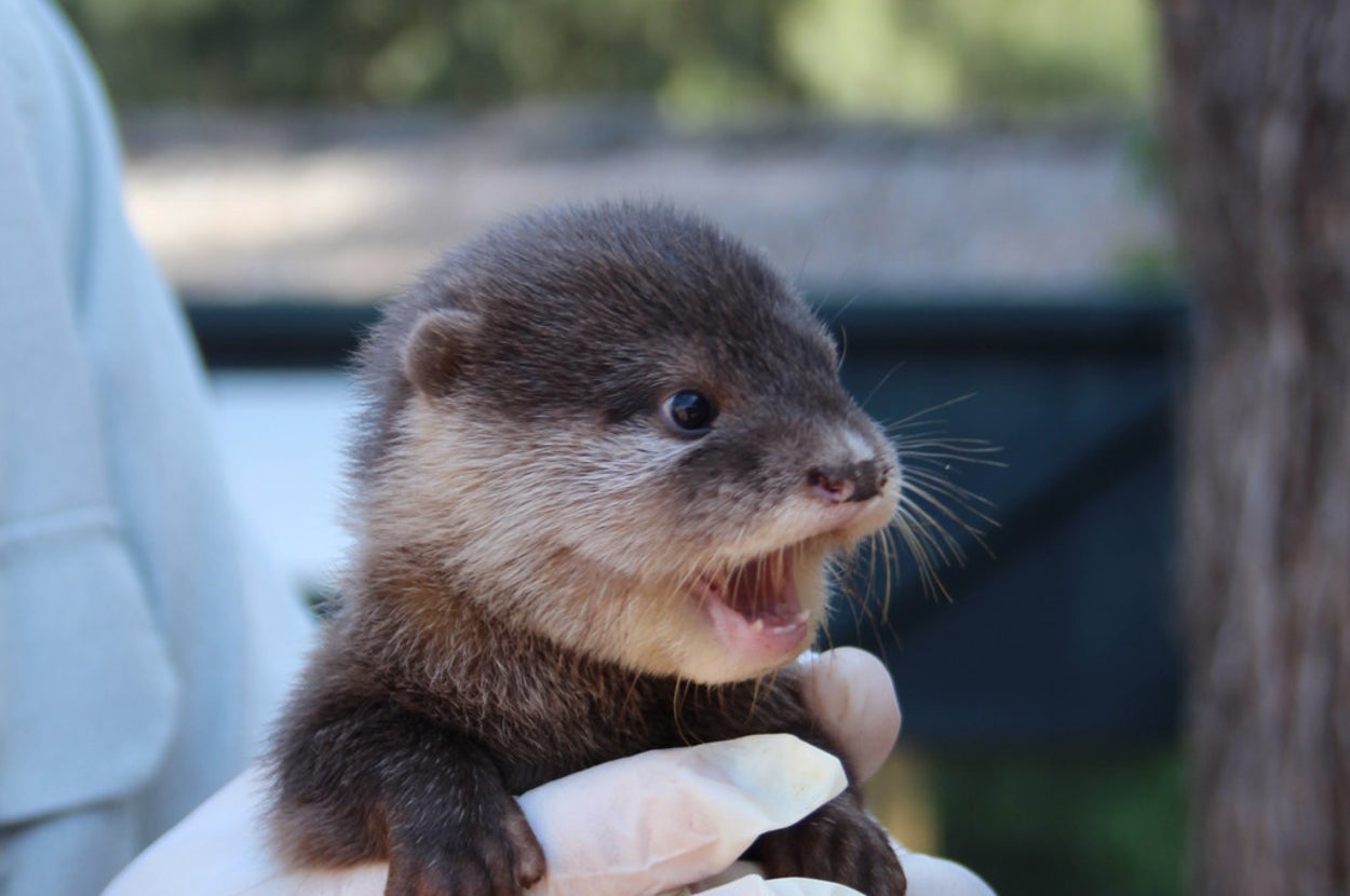 These Pictures Of Baby Otters Are Just Too Cute