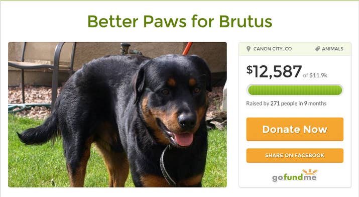 The page overfunded her goal, raising $12,500 to cover the costs of further surgeries, prosthetics, and physical therapy. His surgery took place at James L. Voss Teaching Hospital at Colorado State University, where Dr. Trent Gall removed bone fragments, dew claws, and two toes left from his previous amputations.