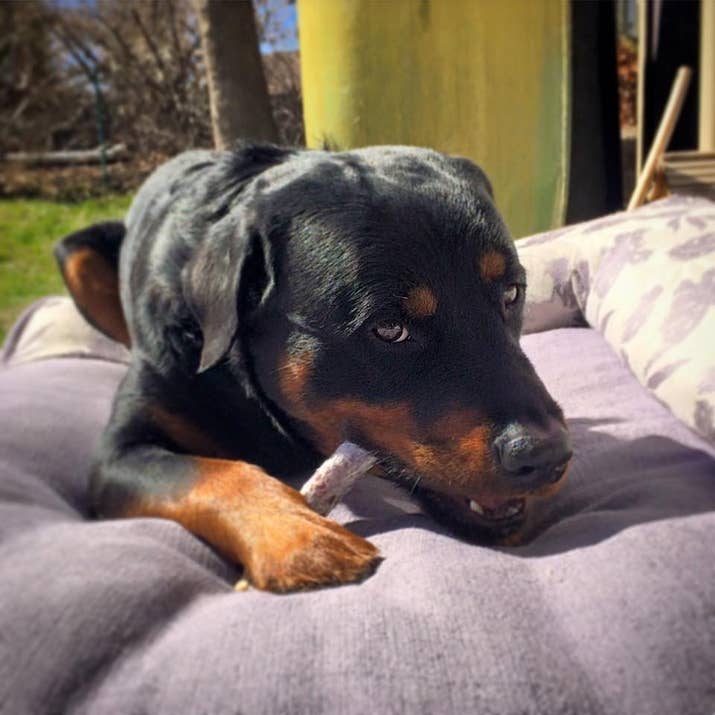 When he was just a puppy, Brutus's breeder left him outside in freezing temperatures, causing him to get frostbite on all four paws. In an attempt to save them, his owner attempted an amateur amputation at home, according to Colorado State University.
