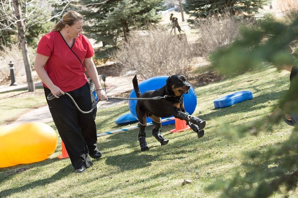 critter rider funciona en perros