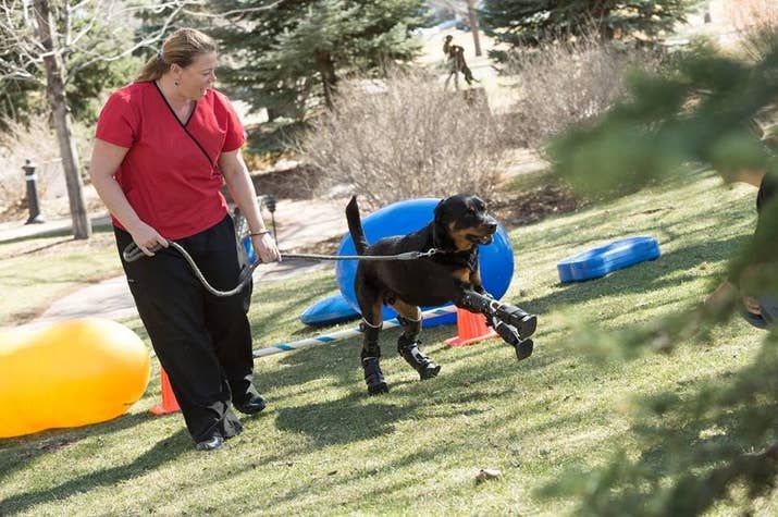 “When you improve the quality of life for a dog, you improve the quality life for the entire family," Sasha Foster, his rehabilitation specialist, told USA Today.Foster's treatments for Brutus include "underwater treadmill therapy, balance activities, exercise balls and other neuro re-education therapies to help him adjust to his new limbs."Although he will likely need physical therapy for the rest of his life, Brutus has a dedicated team of people to help him through the process.