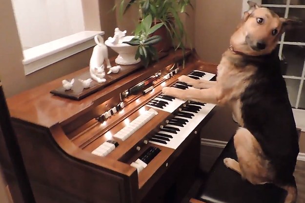 This Dog Is A Musical Genius That Can Play The Piano Like ...