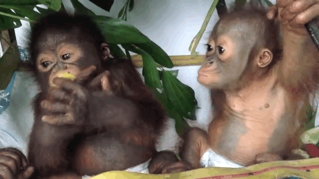 ♥♥ Too cute to even deal! 🐒🐒