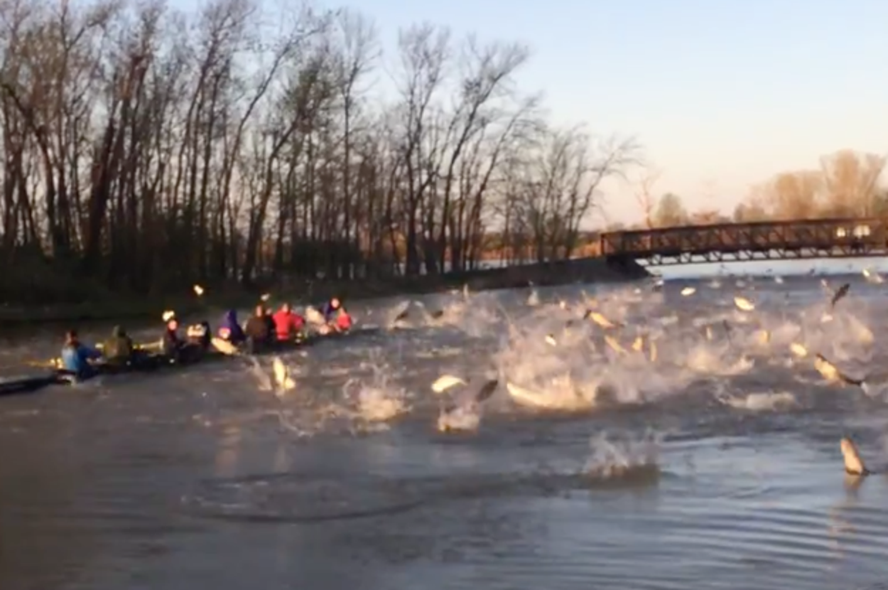 These Freshmen Rowers Got Attacked By Flying Asian Carp And It Was The ...
