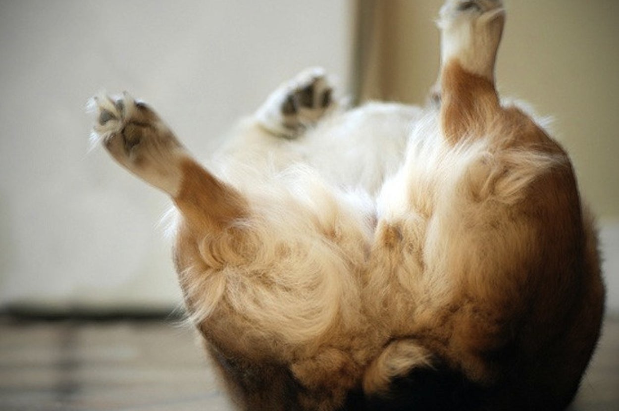 18 Fluffy Dogs You'll Want To Roll Around In