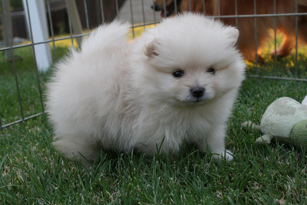 fluffy ball dogs
