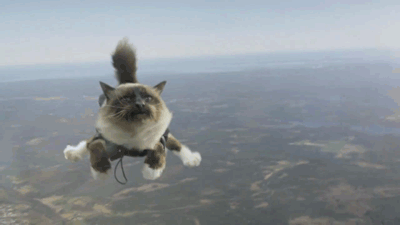 Life's short enough as it is, don't make it boring too. If the cat can do it why the hell can't you?