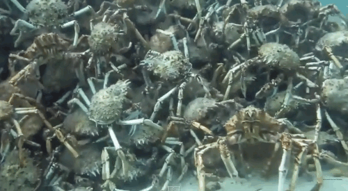 Look At This Pyramid Of Spider Crabs And Be Afraid