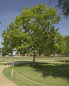 Stuart Allen Roosa took 500 seeds with him on the Apollo 14 Mission on January 30, 1971 to see if bringing plant seeds to space would affect their development. The tree was planted at MSU in 1975.