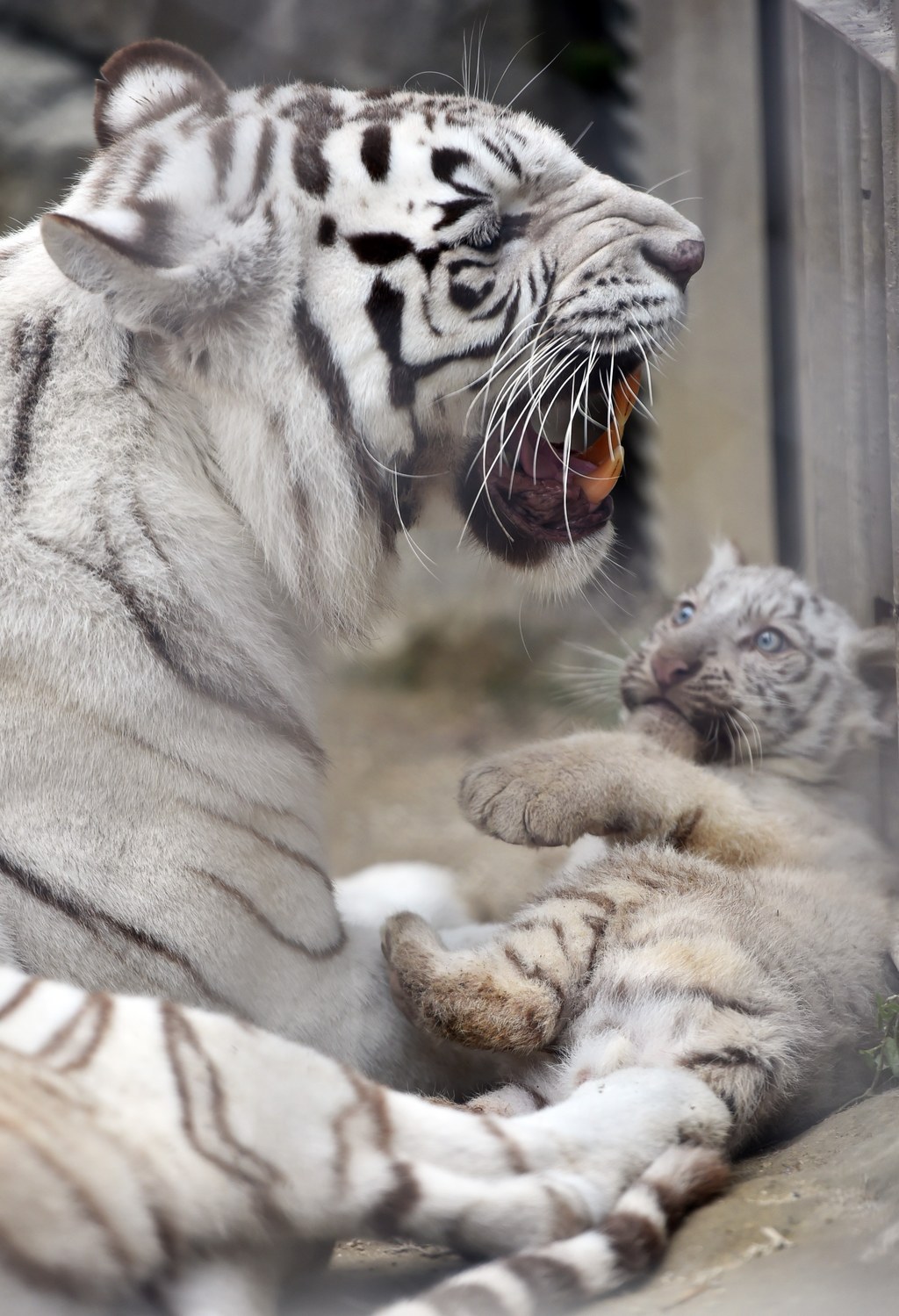 Feeding time for a baby white tiger, View large A baby whit…