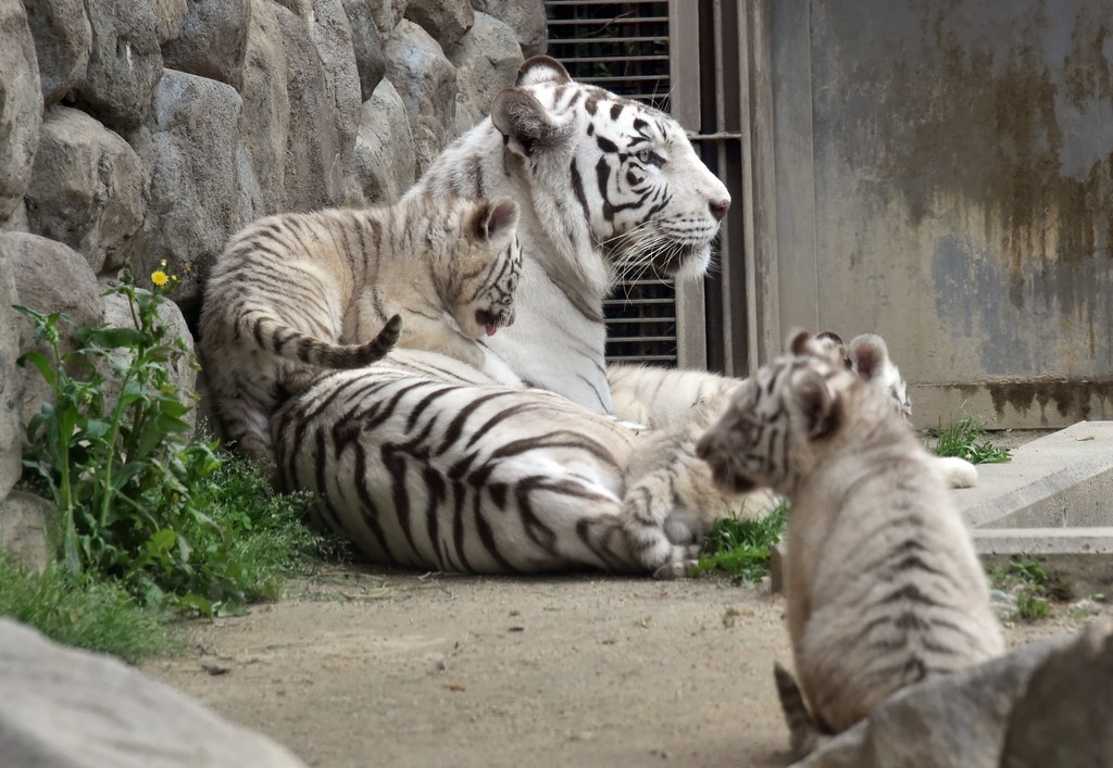 Feeding time for a baby white tiger, View large A baby whit…