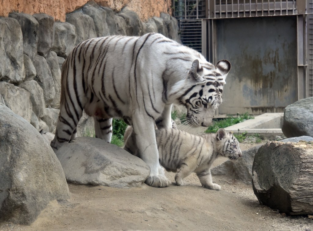 Feeding time for a baby white tiger, View large A baby whit…