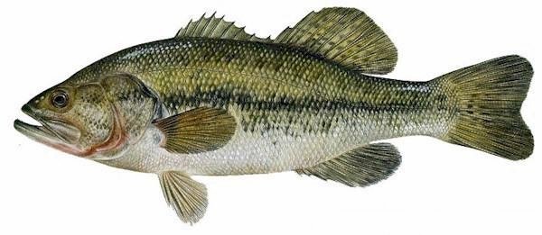 The Freshwater Fish Quiz