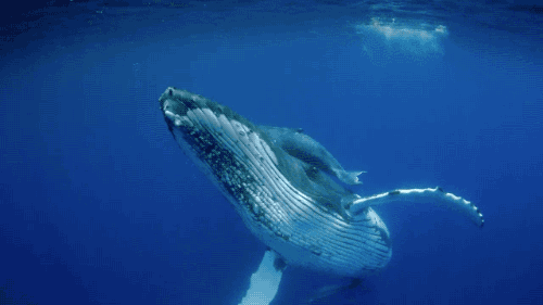This past December, folks off the waters of Queens got a BIG surprise! At least 19 different whales were spotted 87 different times, proving that New York City isn't just a concrete jungle!