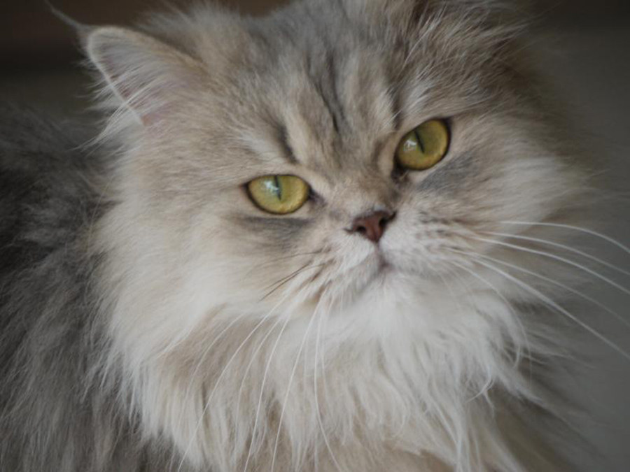 See the cat content here: http://pinterest.com/silkartist29/cats-cats-cats/