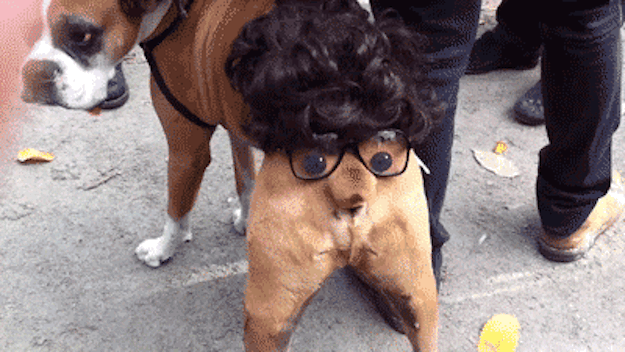 Exclusivo para perros de cola corta.