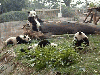 The falling panda is us. All the other ones with a general understanding of how gravity works are Desus.