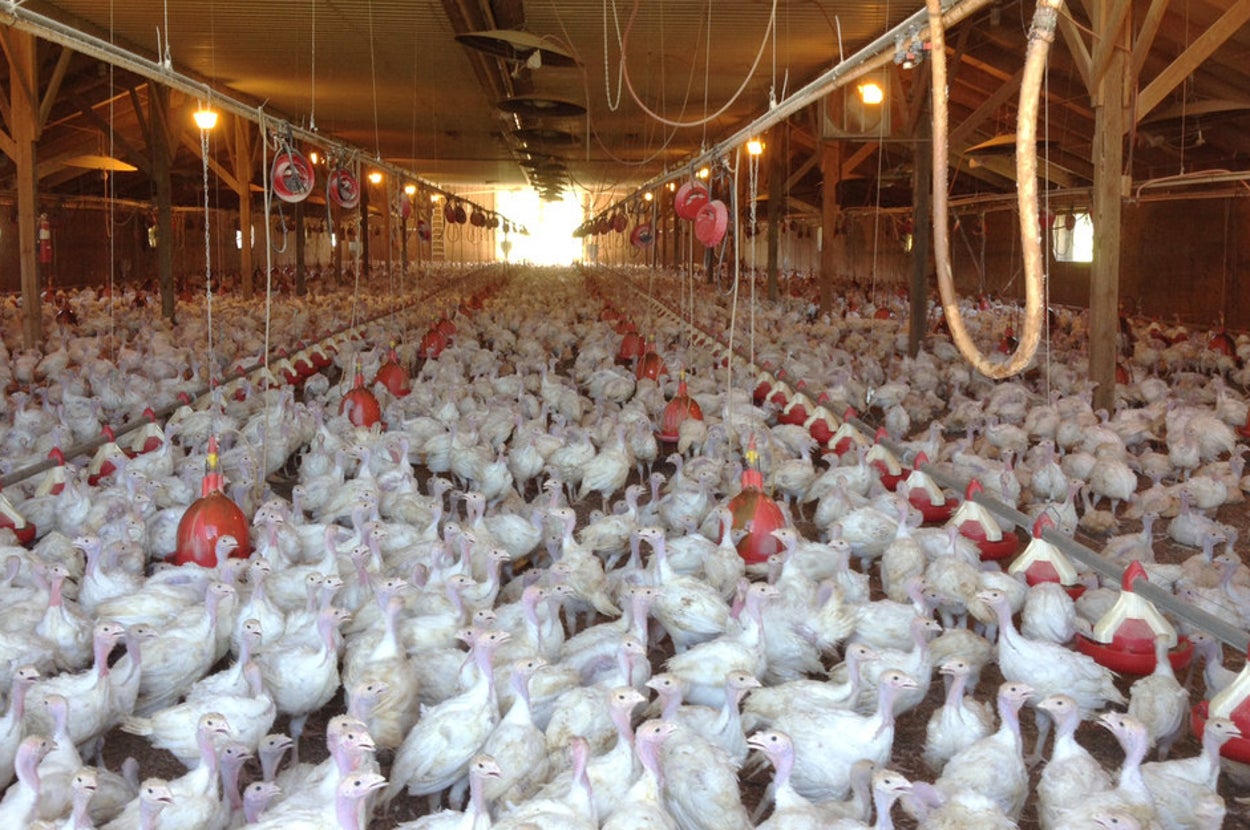 Bird Flu Continues To Plague Iowa Farms, Millions Of Chickens Affected