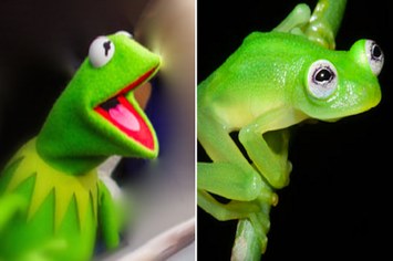 Une grenouille sosie de Kermit la grenouille découverte au Costa