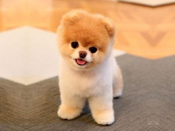 Fans Mourn The Death Of Boo, Pomeranian Known As 'World's Cutest Dog