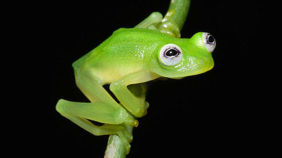 Researchers traipsed along its Caribbean slopes and gathered six specimens at three sites, one of which was H. dianae (named after author Brian Kubicki's mother, Janet Diane Kubicki). The study details its unique characteristics, the most notable being its striking lime-green color and black pupils, as well as its call, which the authors describe as a lone, long, whistle-like note. The country is home to 14 glass frogs in its small area of almost 20,000 square miles, or a little smaller than West Virginia, to compare its size. The last glass frog was found back in 1973, according to the Costa Rican Amphibian Research Center.