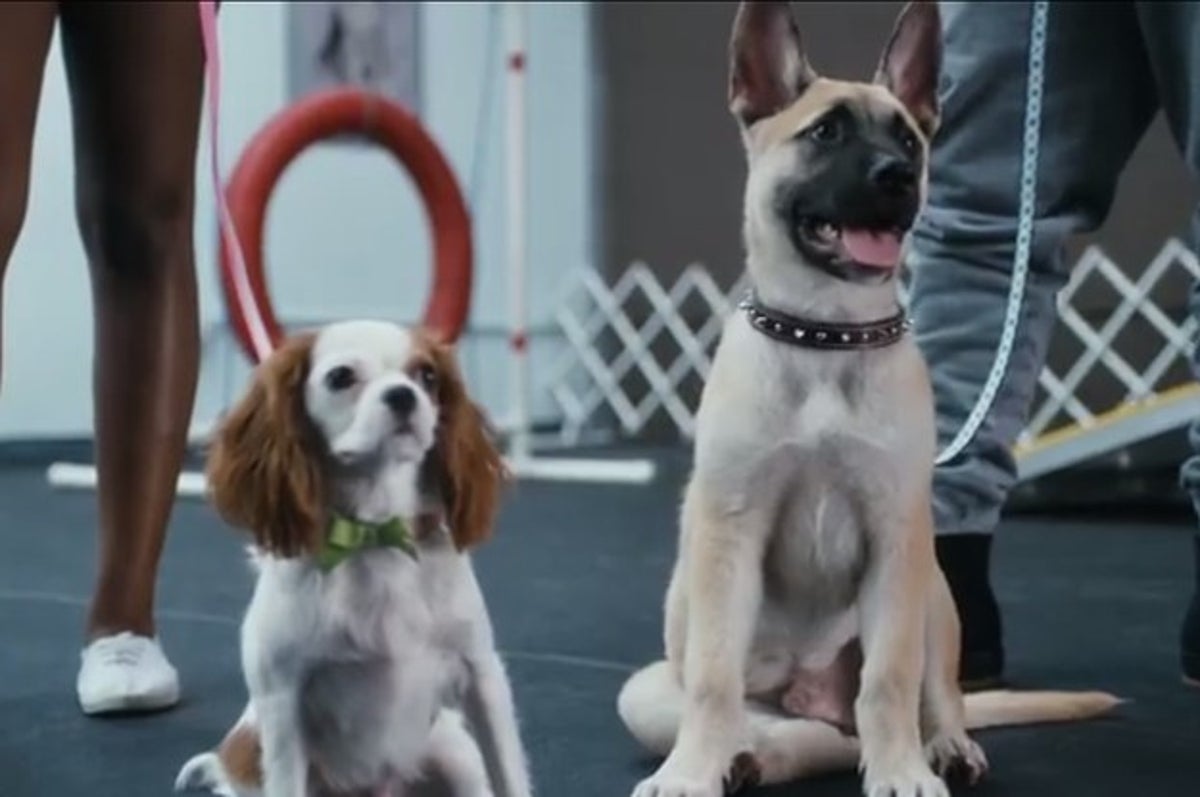 Do Puppies Have Wet Dreams