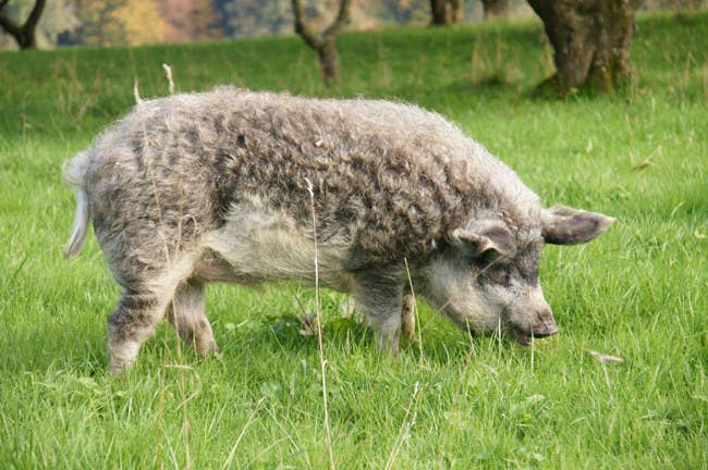 As it is the case in Spain, Pork is an essential ingredient in Hungarian gastronomy. In fact, Hungarians have their own precious "mangalica" ham