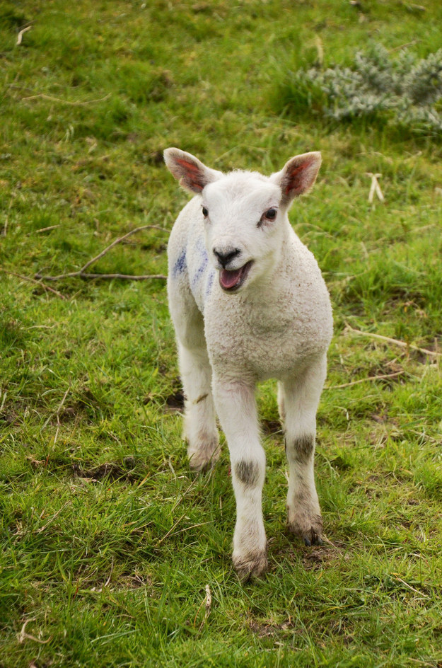 35 Photos Of Lambs Loving Life During Their First Ever Spring