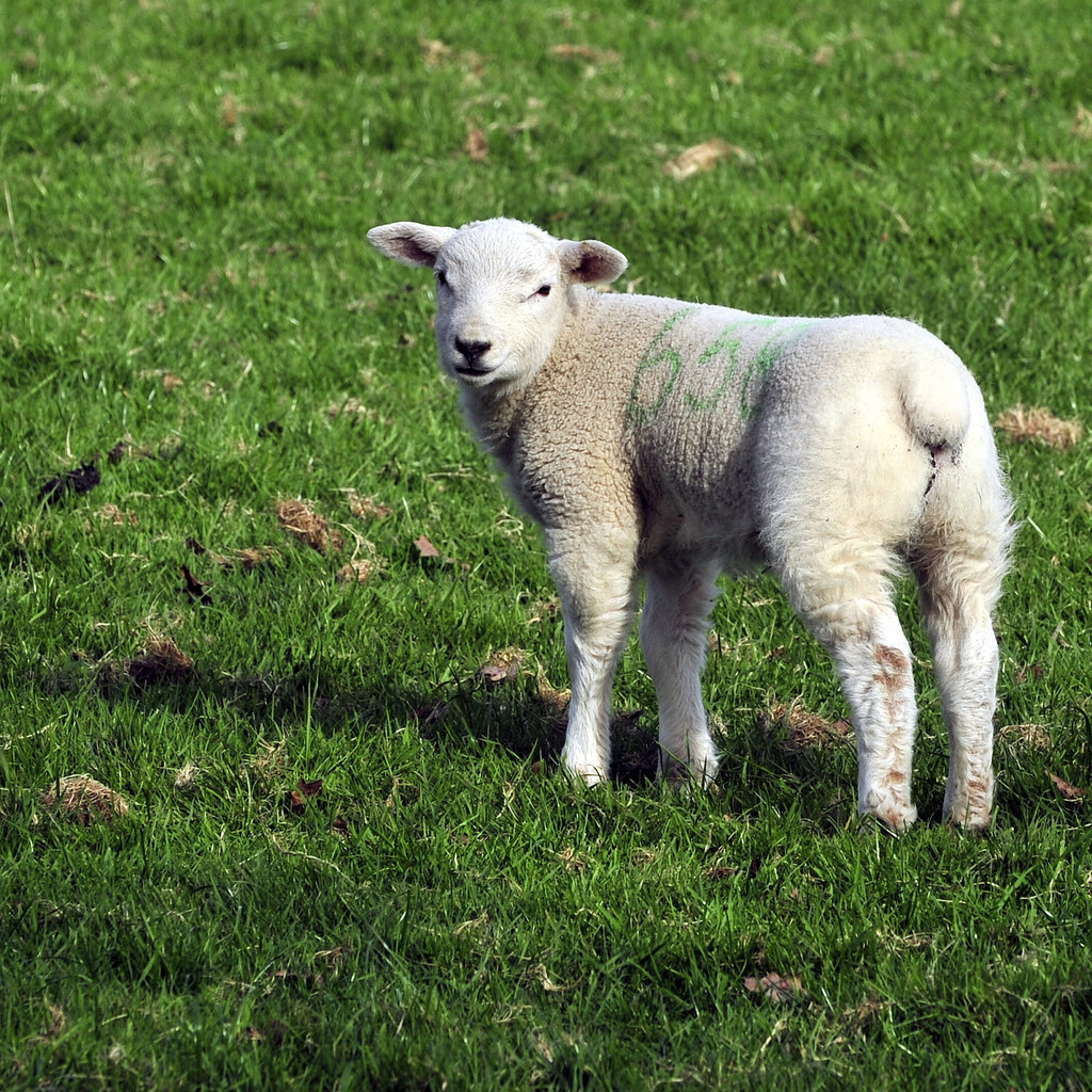 35 Photos Of Lambs Loving Life During Their First Ever Spring