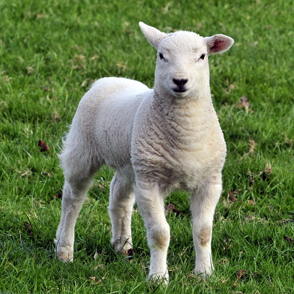 35 Photos Of Lambs Loving Life During Their First Ever Spring