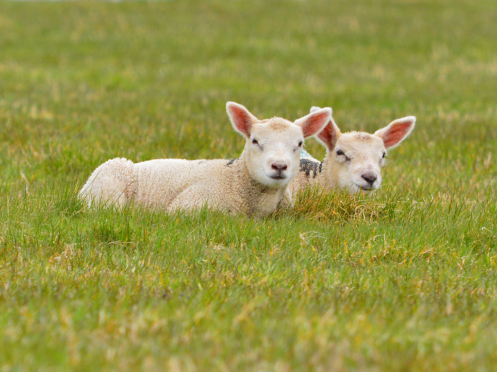 Lambs in Northern Ireland.