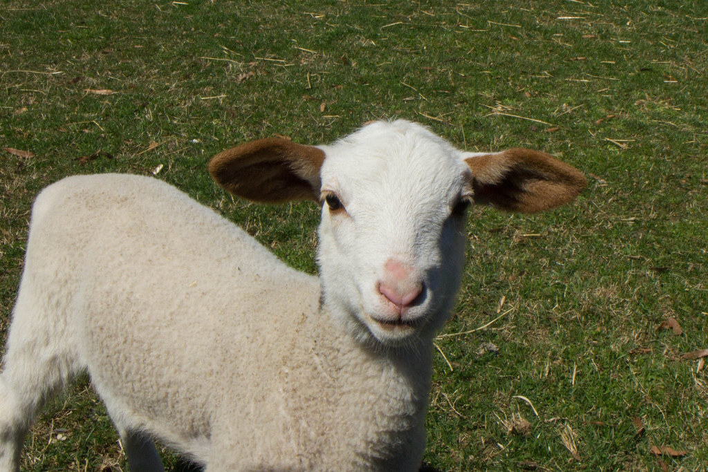 35 Photos Of Lambs Loving Life During Their First Ever Spring