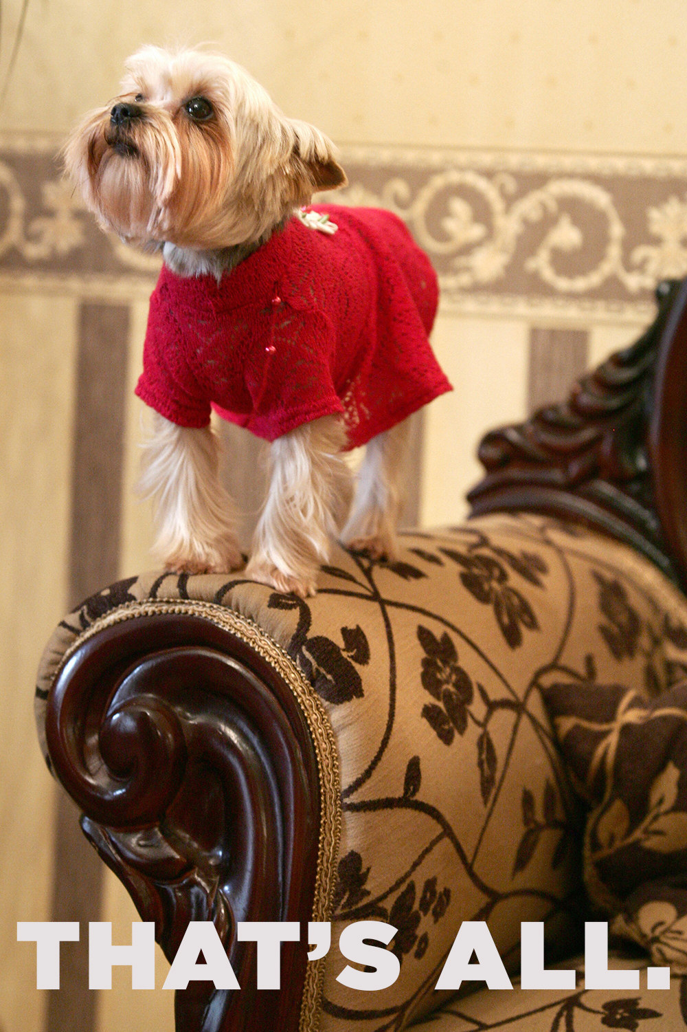 NOT ONLY DEVIL WEARS PRADA. YOUR DOG CAN TOO! LUXURY DOG ACCESSORIES Y –  Pet Empire