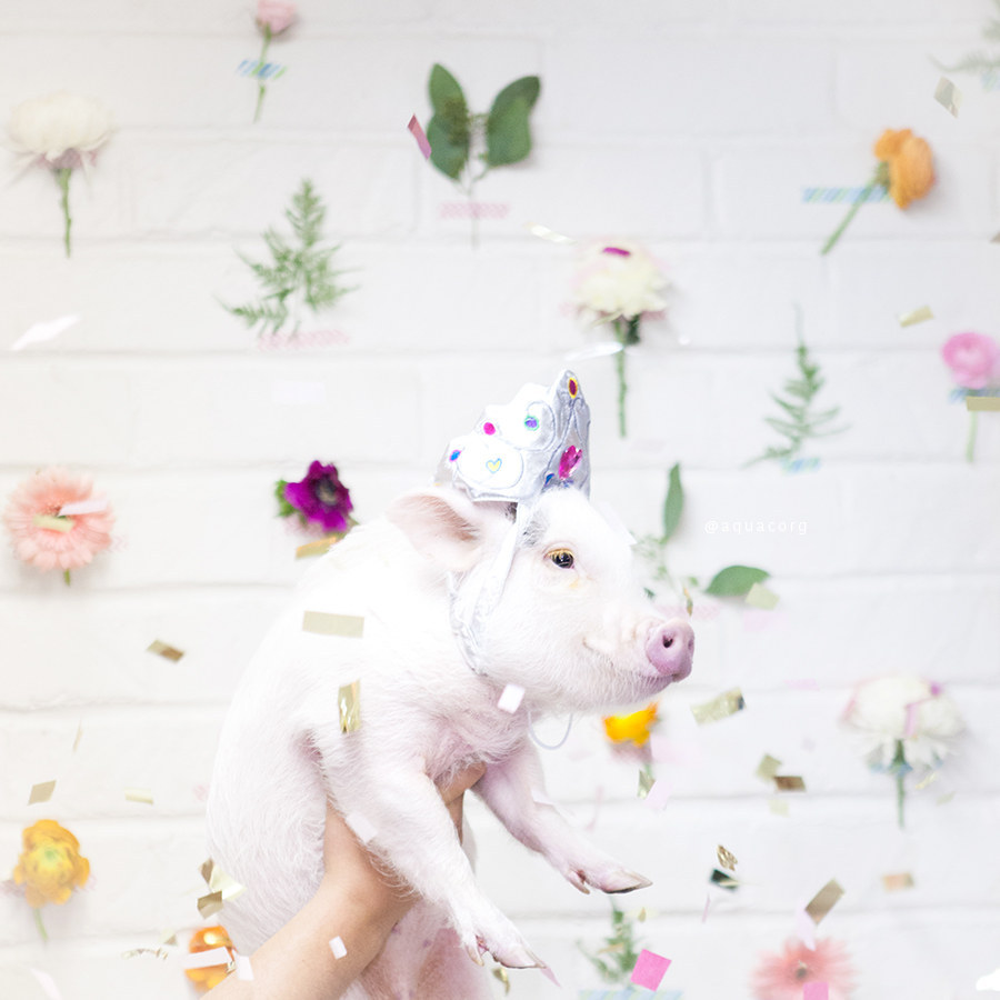 pig unicorn stuffed animal