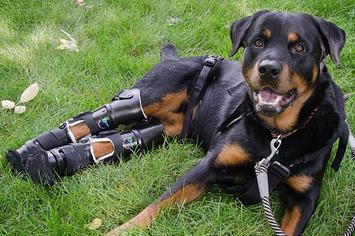 This Adorable Rottweiler Has Defied The Odds And Walks With Four Prosthetic  Limbs