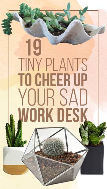 19 Tiny Plants To Cheer Up Your Sad Work Desk