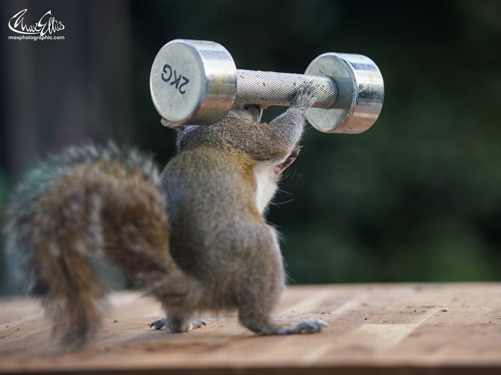 This Guy Captures Delightfully Weird Photos Of Squirrels 