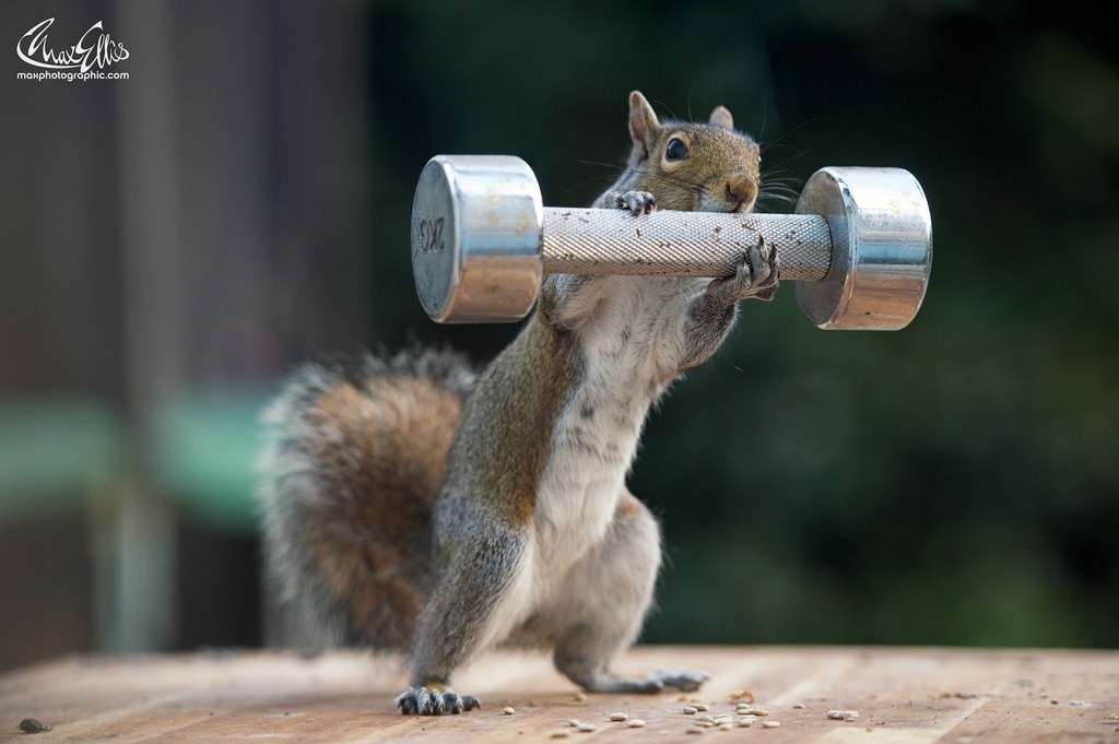 Hilarious photos show squirrels lifting nutty 'barbells