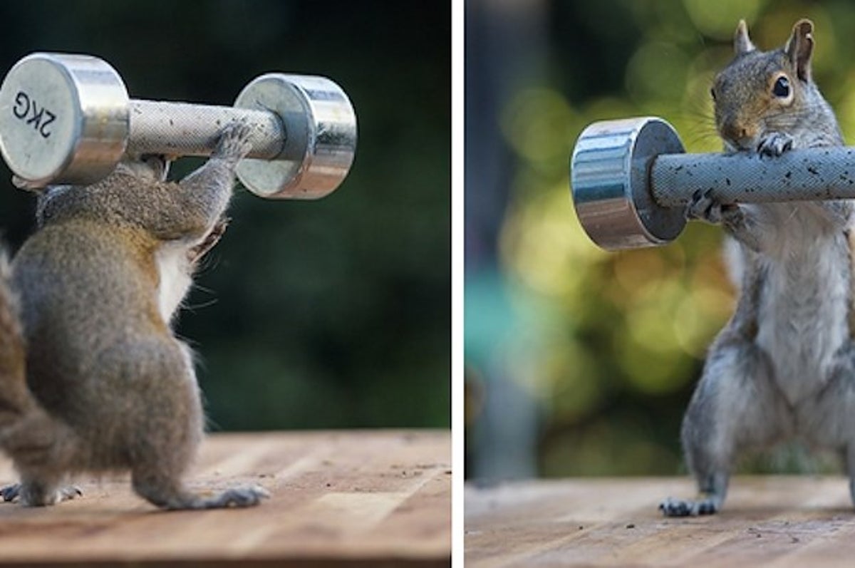 Buff Squirrel