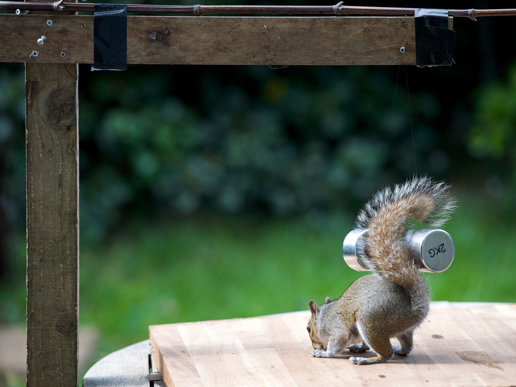 Hilarious photos show squirrels lifting nutty 'barbells